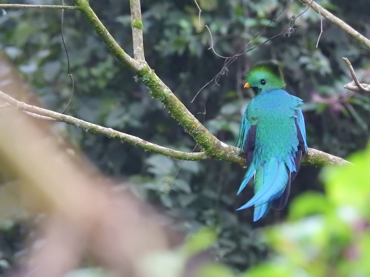 Quetzal resplendissant - ML400861521