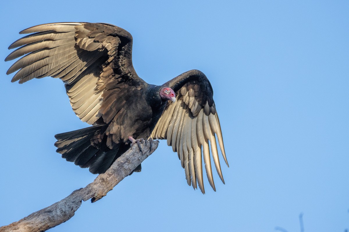 Turkey Vulture - ML400861681
