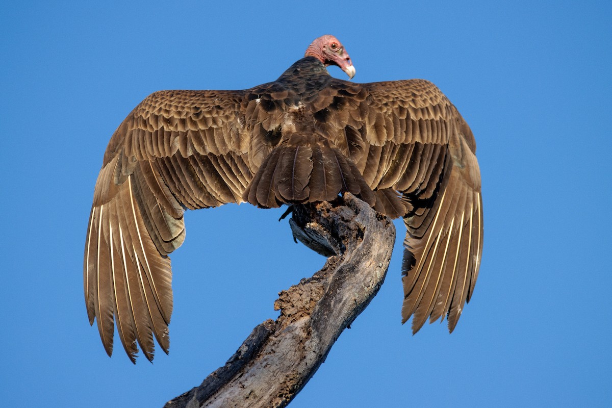 Turkey Vulture - ML400861701