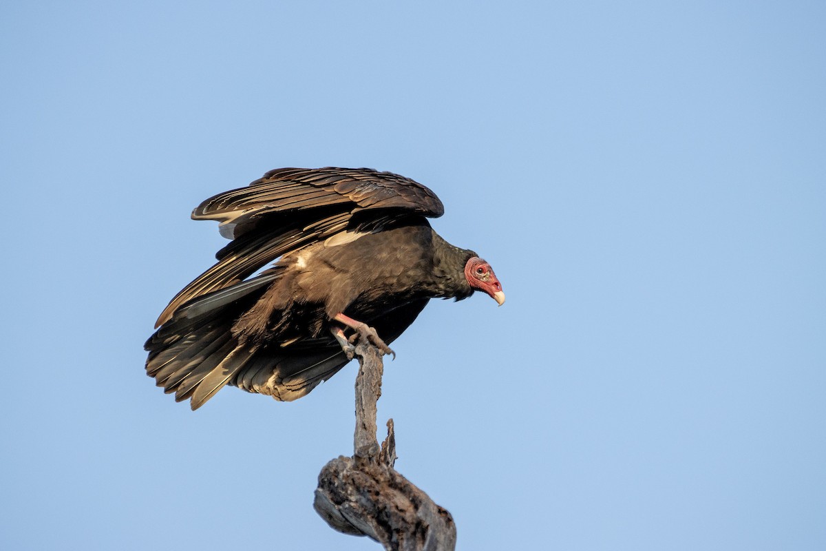 Turkey Vulture - ML400861721
