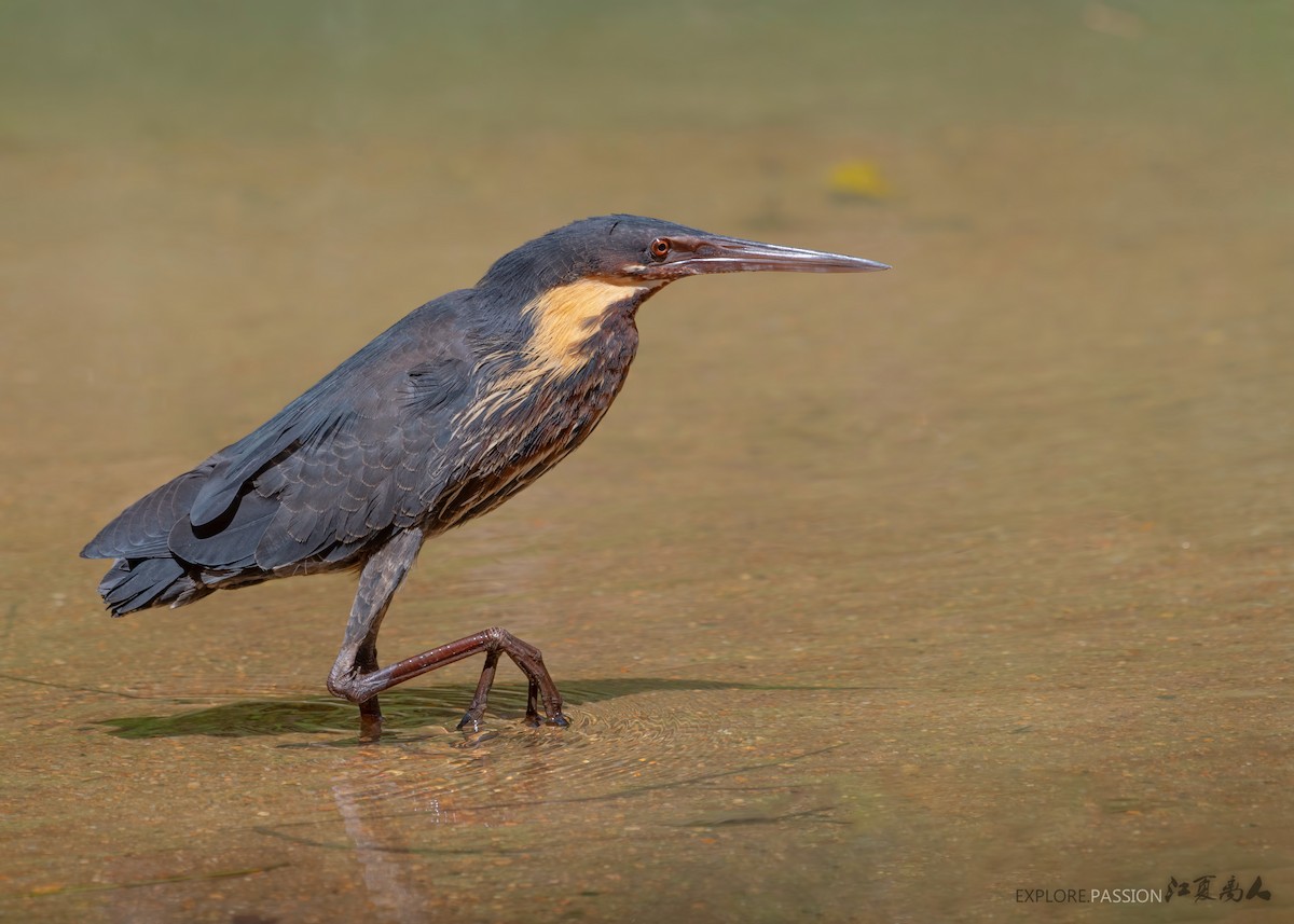 Black Bittern - ML400862271