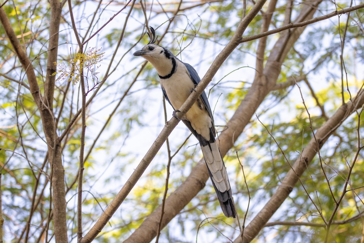 White-throated Magpie-Jay - ML400863411