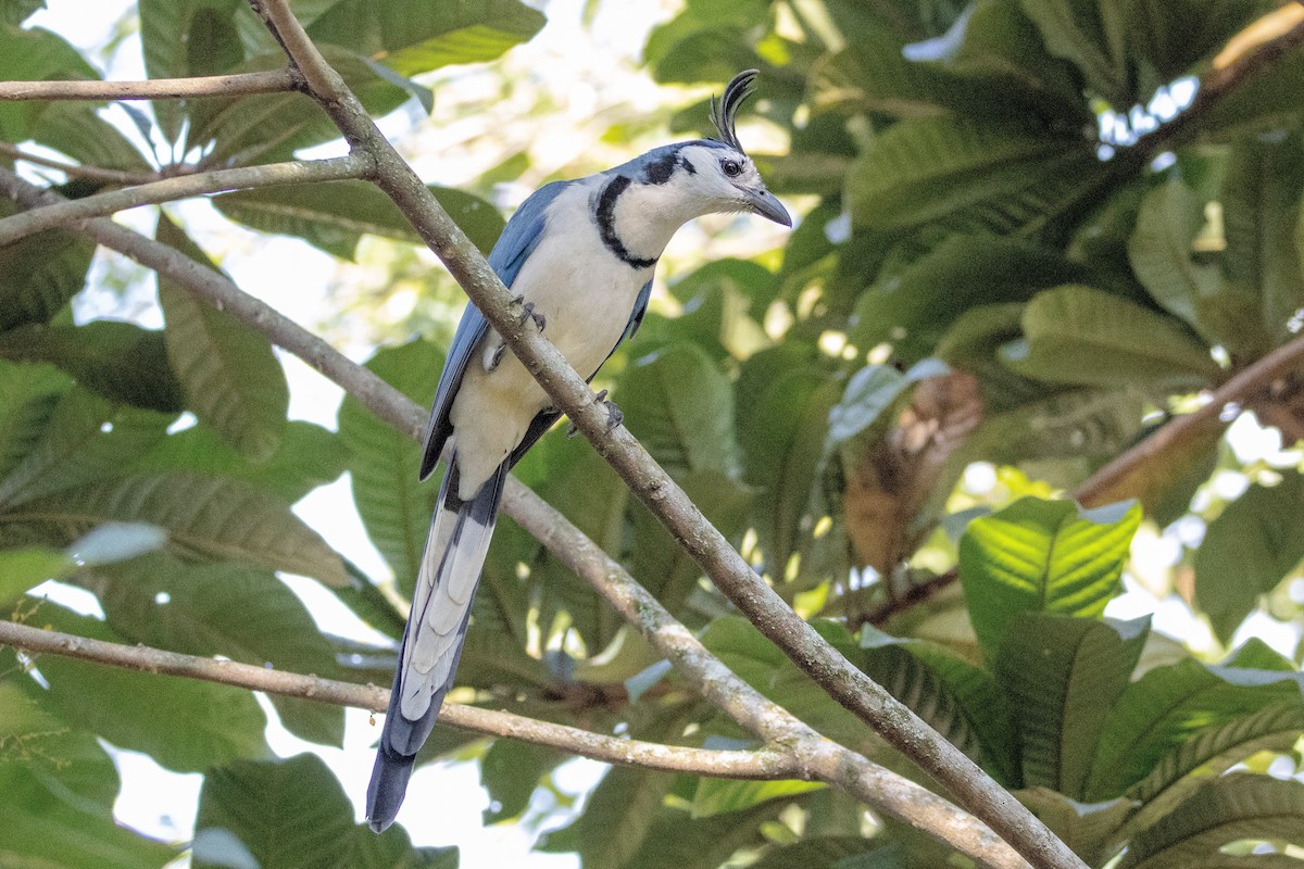 White-throated Magpie-Jay - ML400863441