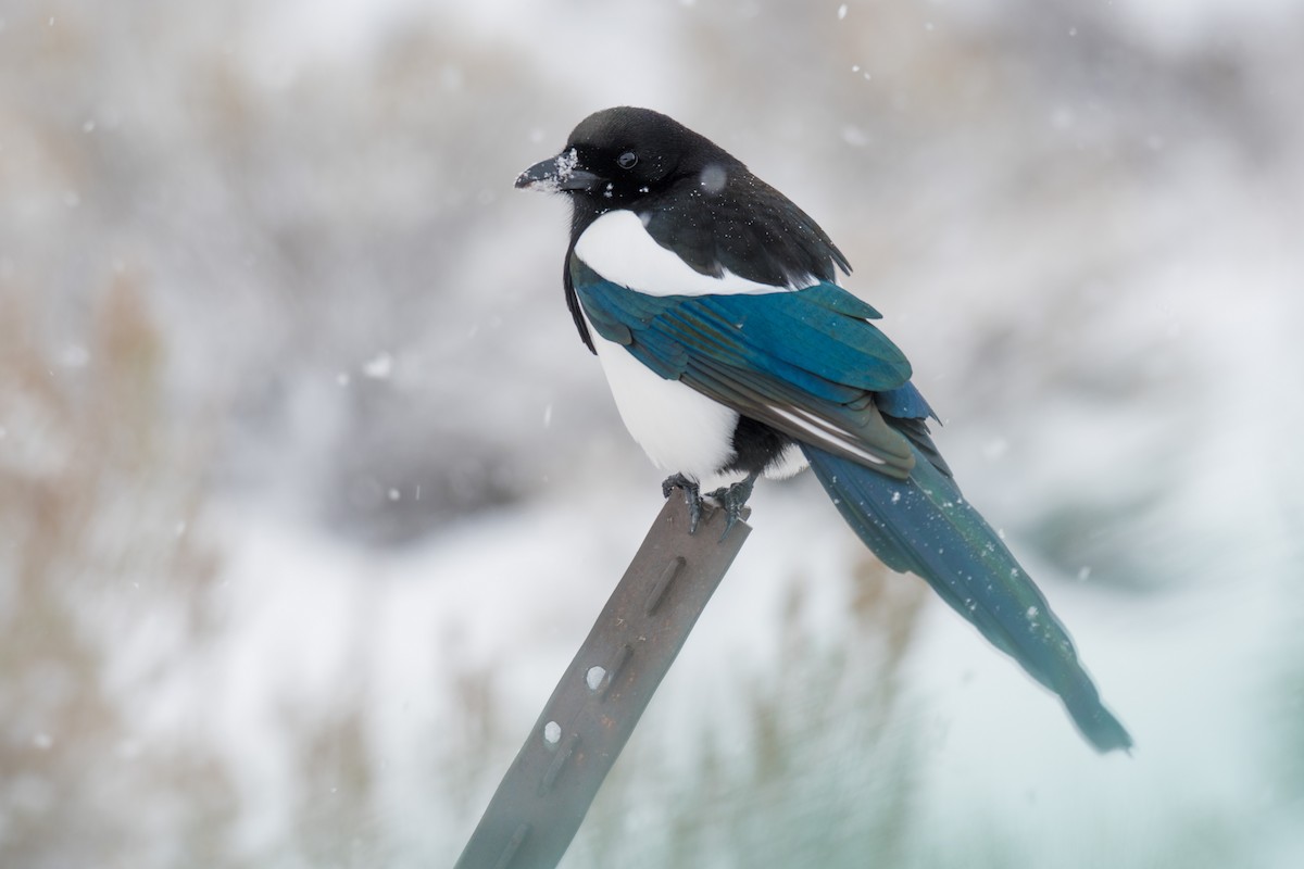 Black-billed Magpie - ML400863551