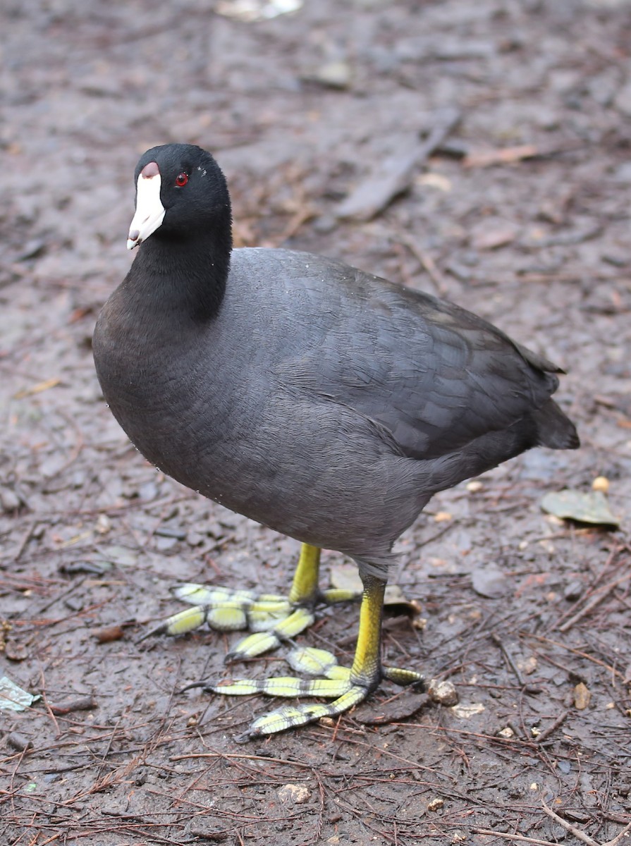 American Coot - Juan Aguayo