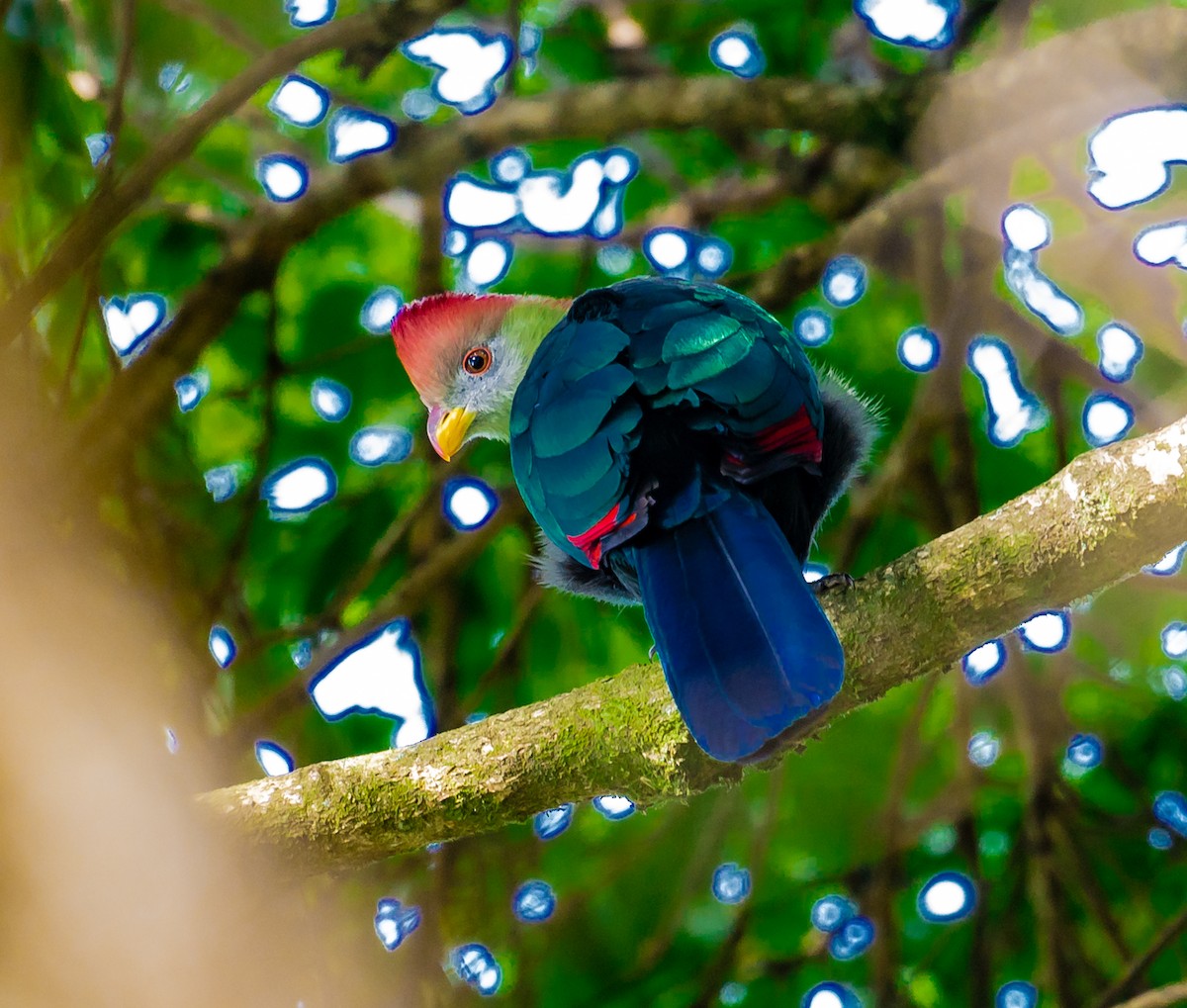 Turaco de Bannerman - ML400865161