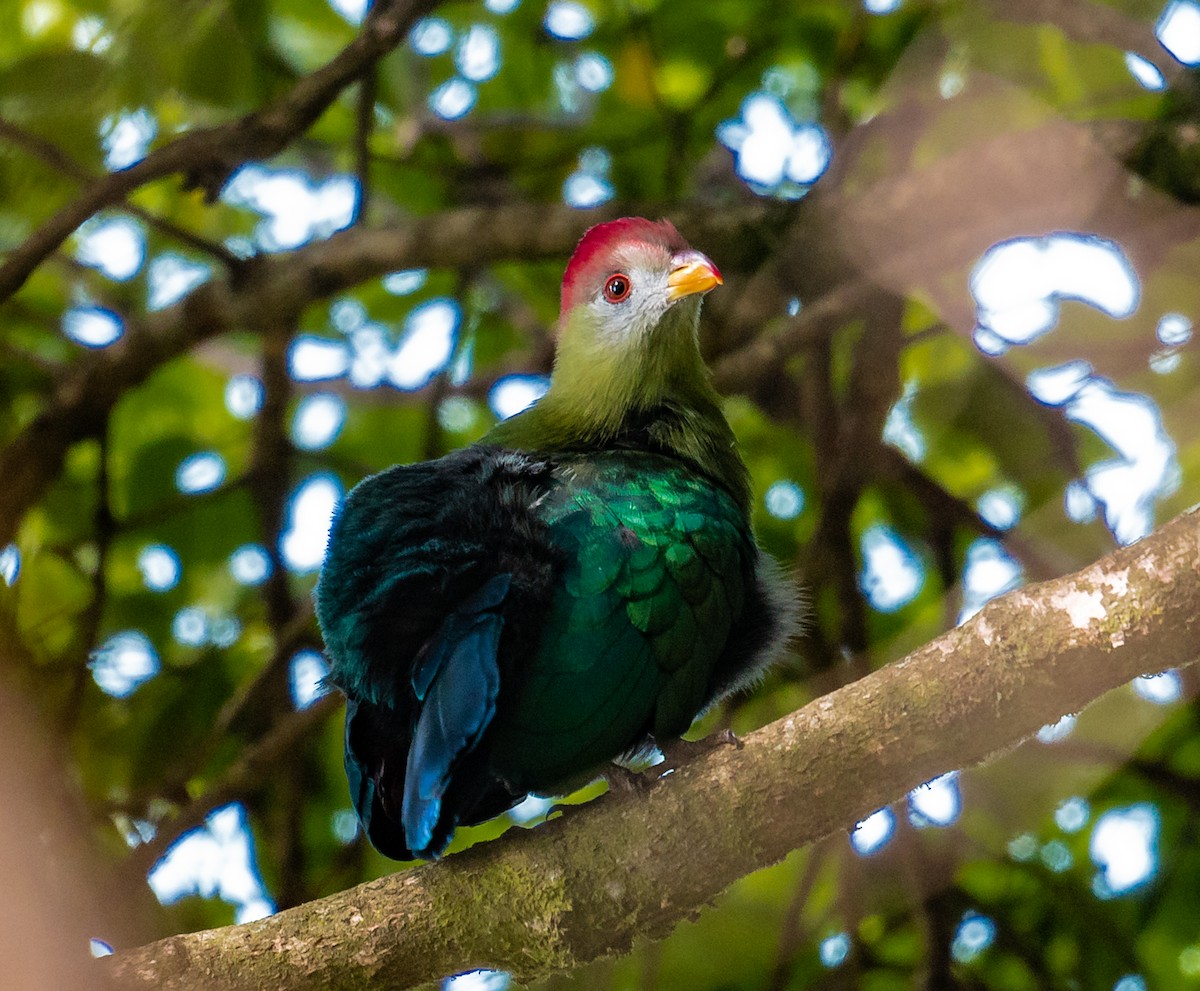 Bannerman's Turaco - Dustin Chen