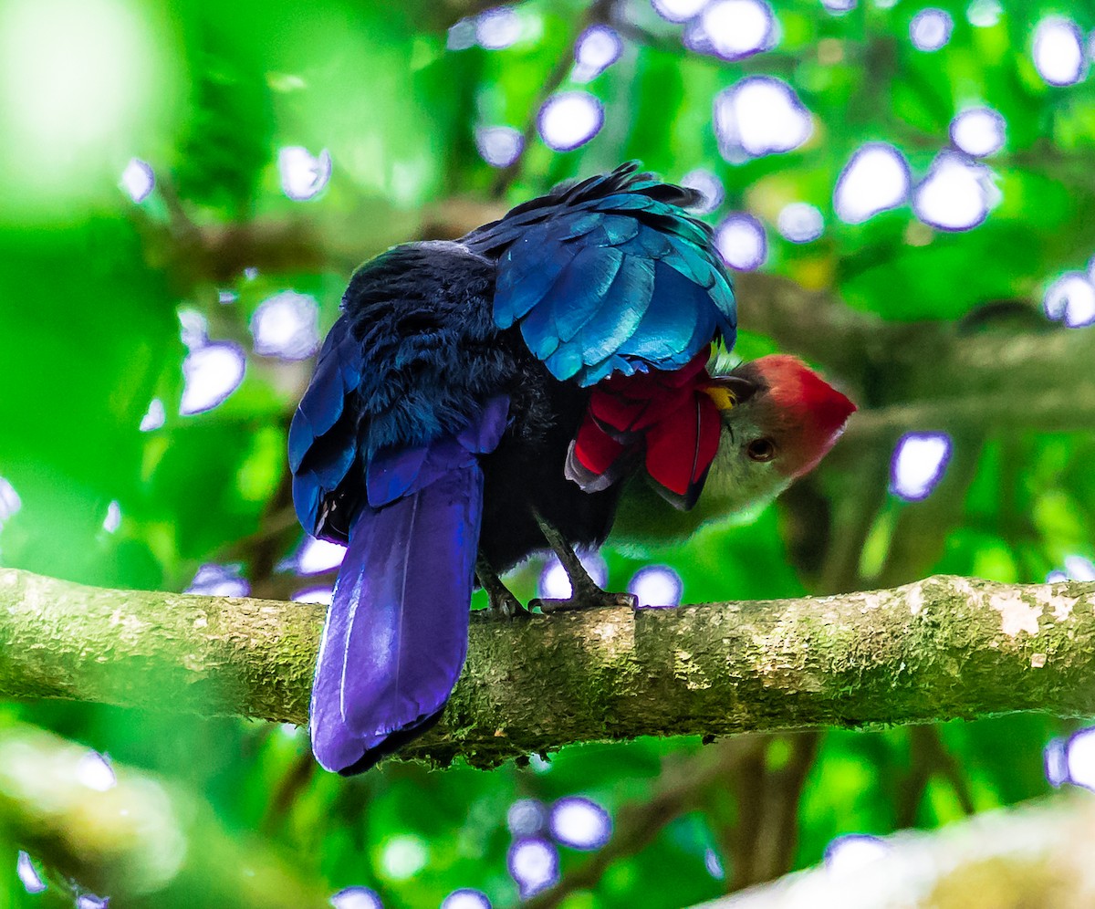 Bannerman's Turaco - Dustin Chen