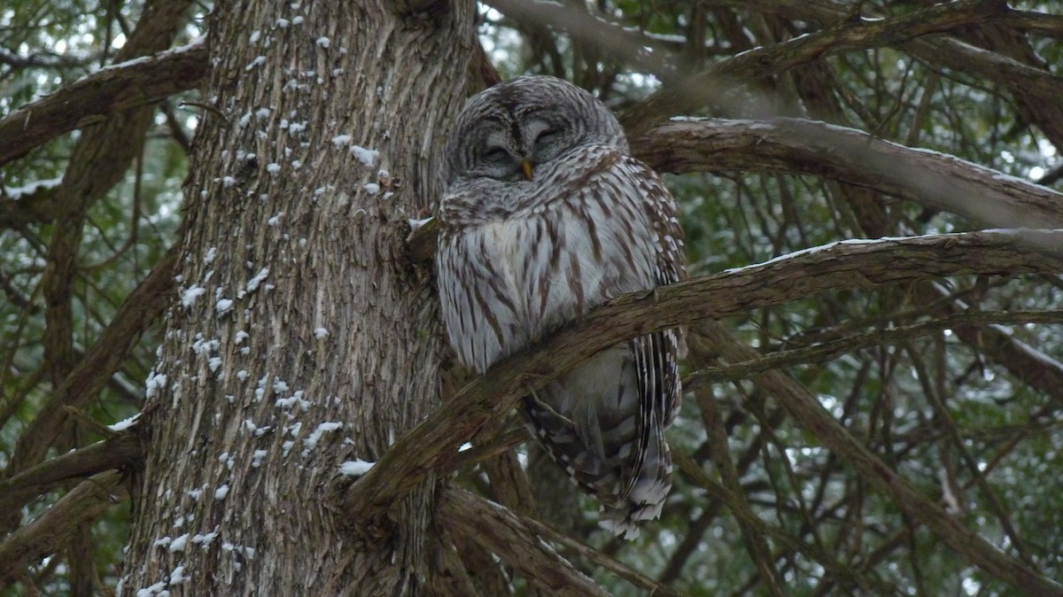 Barred Owl - ML400866321