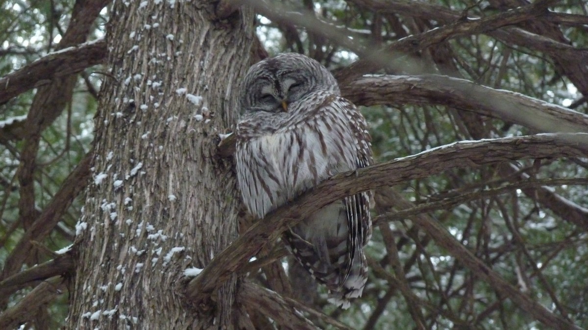 Barred Owl - ML400866331