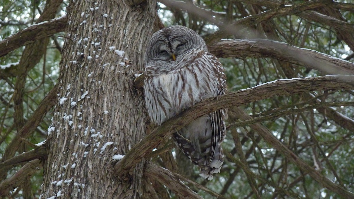 Barred Owl - ML400866341