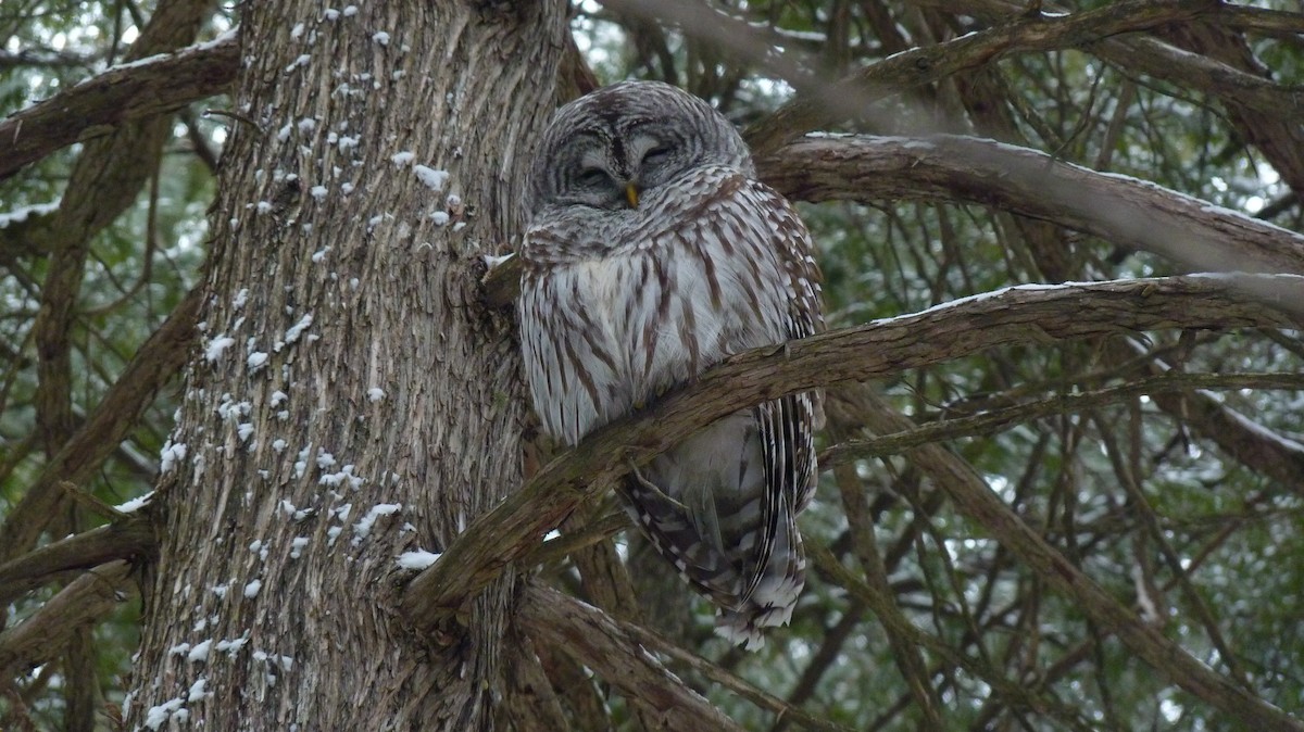 Barred Owl - ML400866371