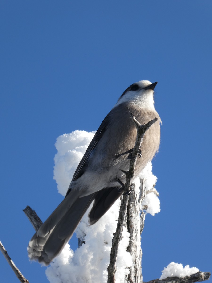 Canada Jay - ML400867971