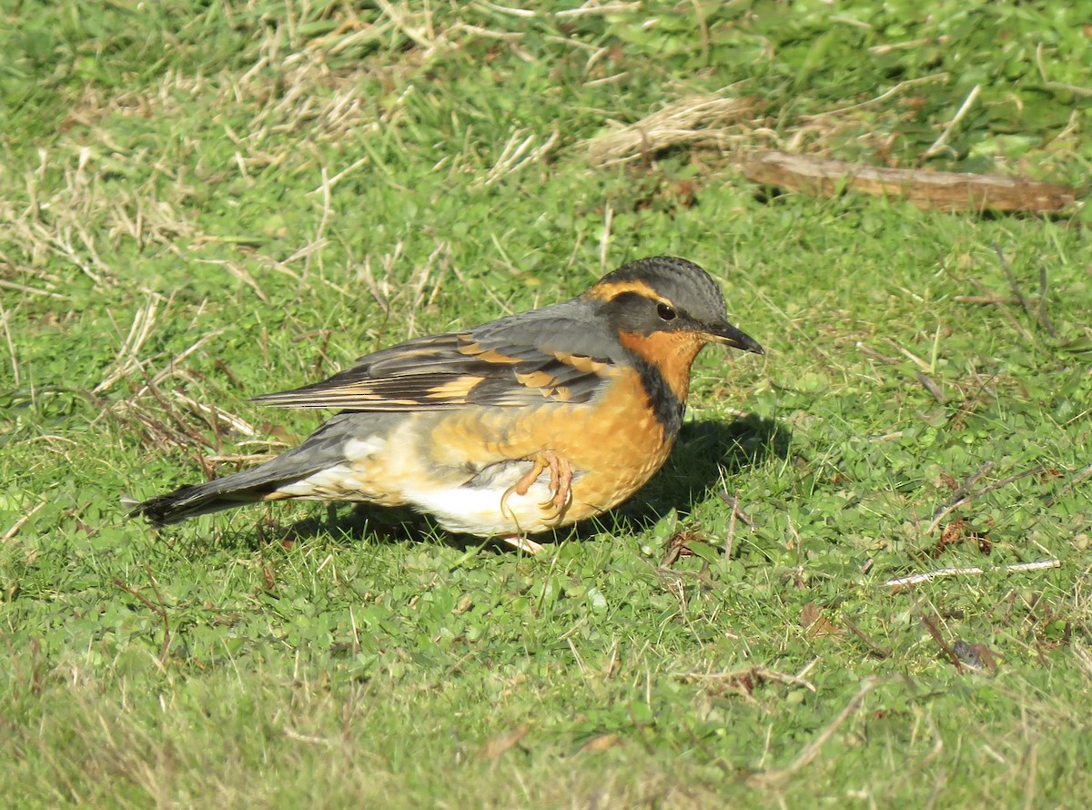 Varied Thrush - ML400868341