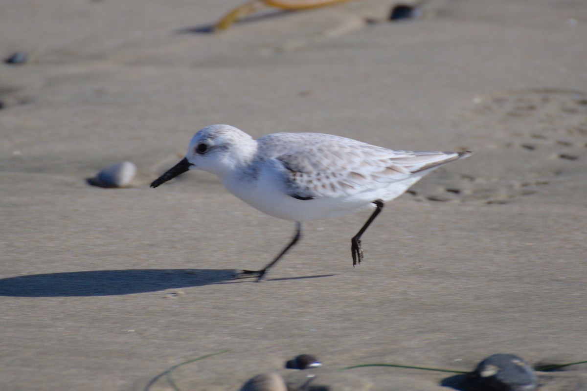 Bécasseau sanderling - ML400870041