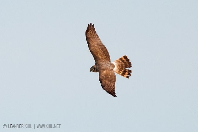 Pallid Harrier - ML400870321