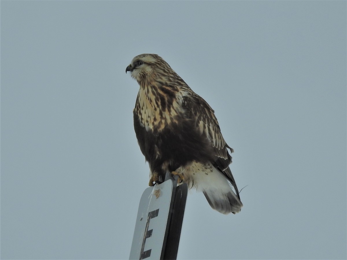 Rough-legged Hawk - ML400873341