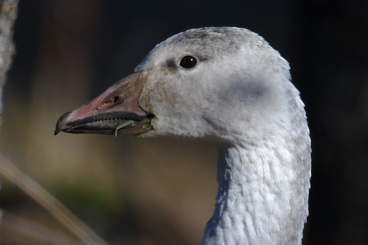 Snow Goose - Della Alcorn