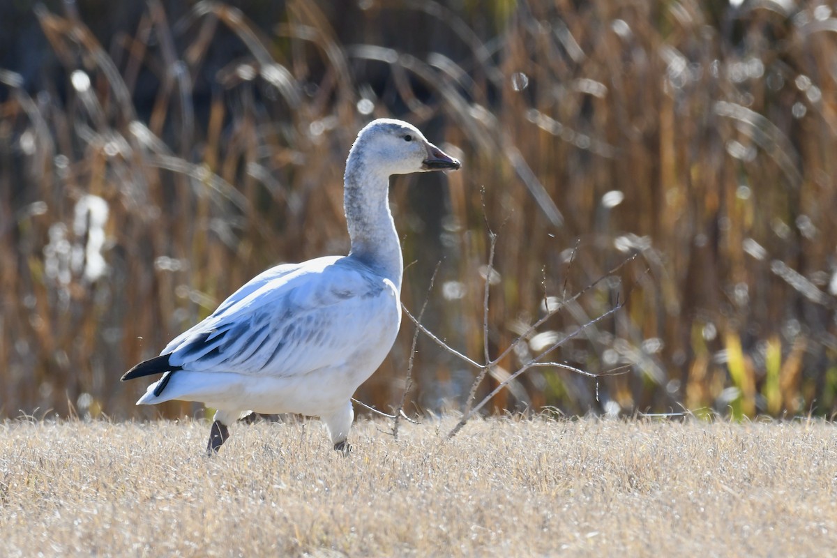 Snow Goose - Della Alcorn