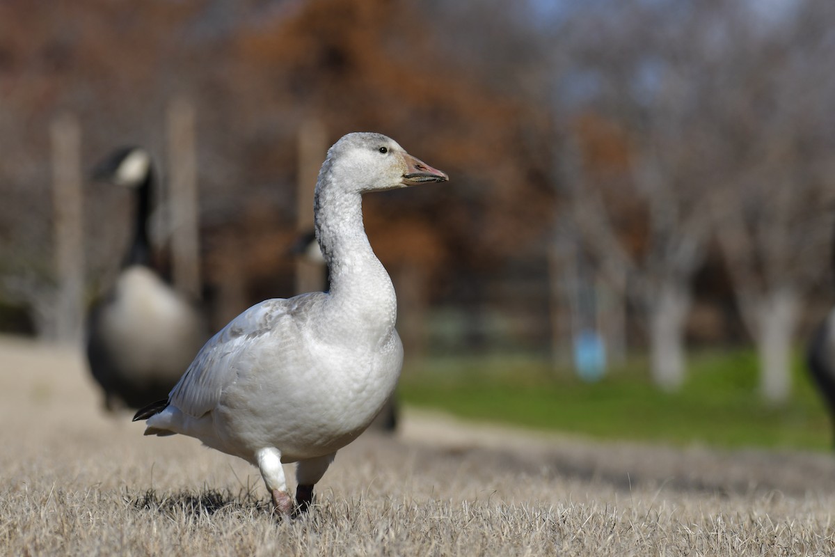 Snow Goose - Della Alcorn