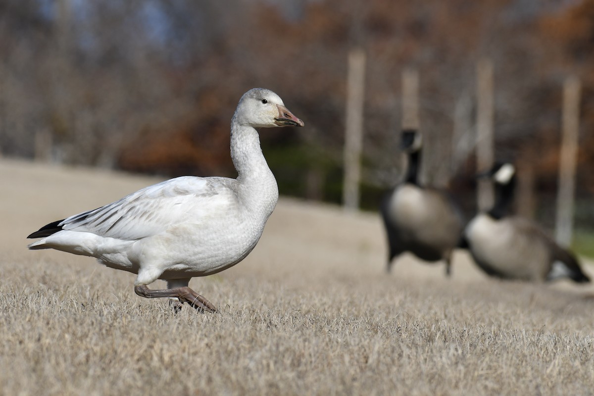 Snow Goose - Della Alcorn