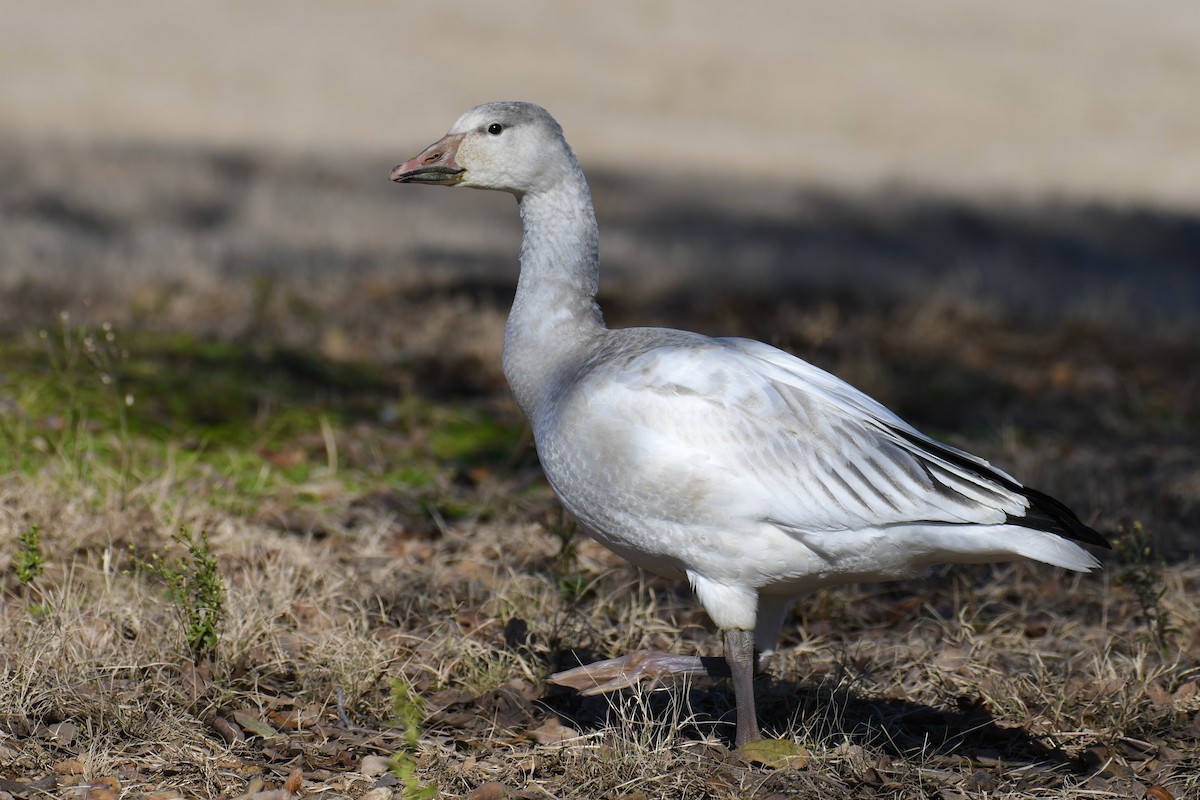 Snow Goose - Della Alcorn