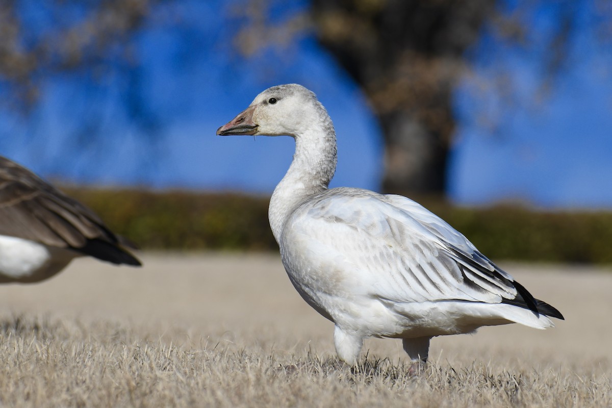 Snow Goose - Della Alcorn