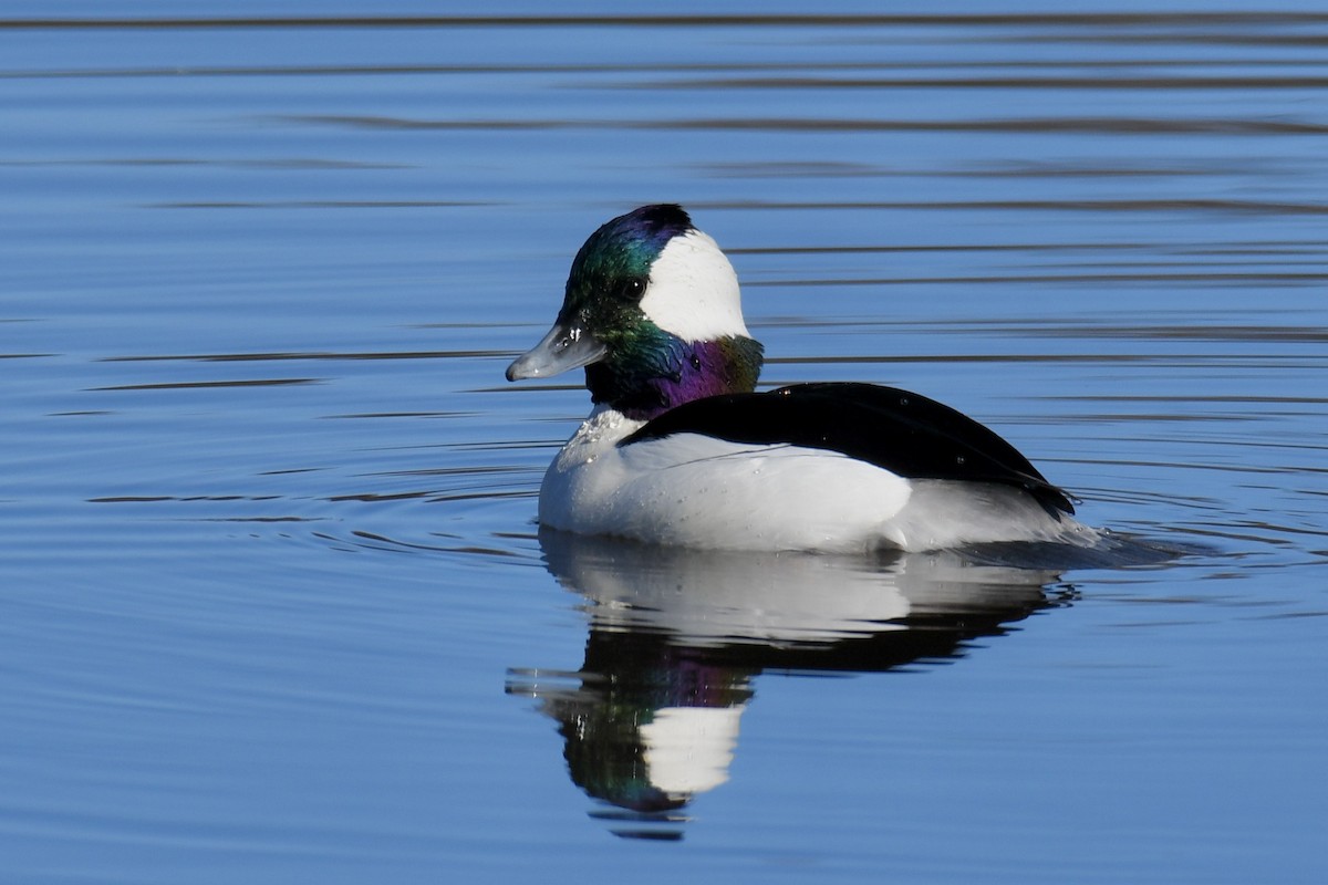 Bufflehead - ML400874631