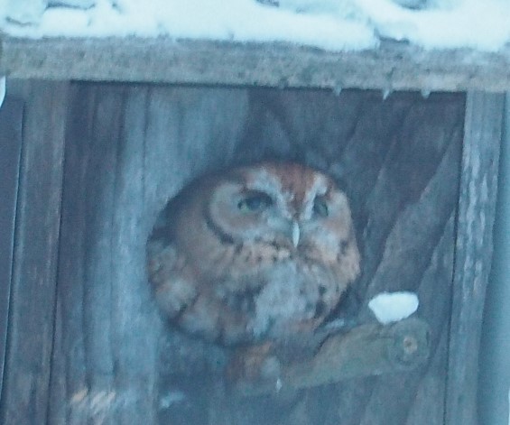 Eastern Screech-Owl - ML400874771