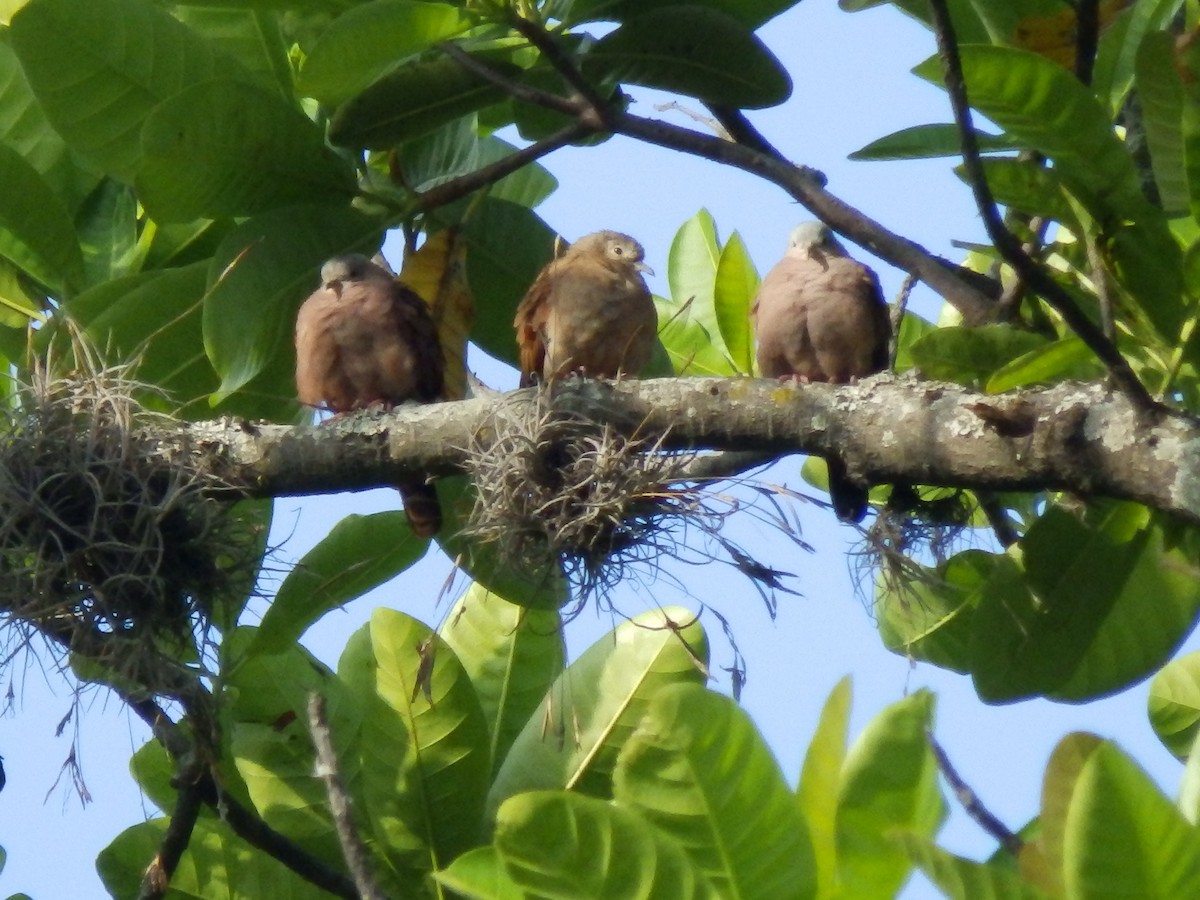 Ruddy Ground Dove - ML400877341