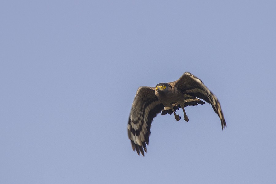 Crested Serpent-Eagle - ML40087911