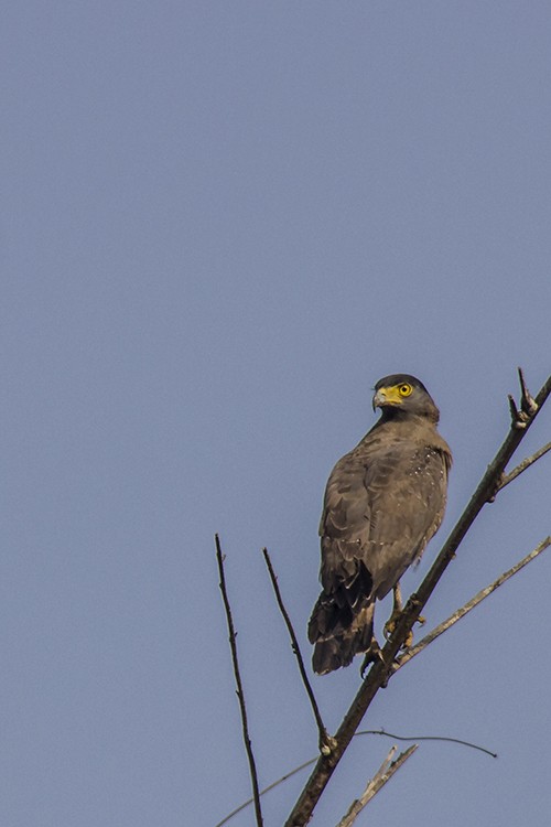 Crested Serpent-Eagle - ML40087921