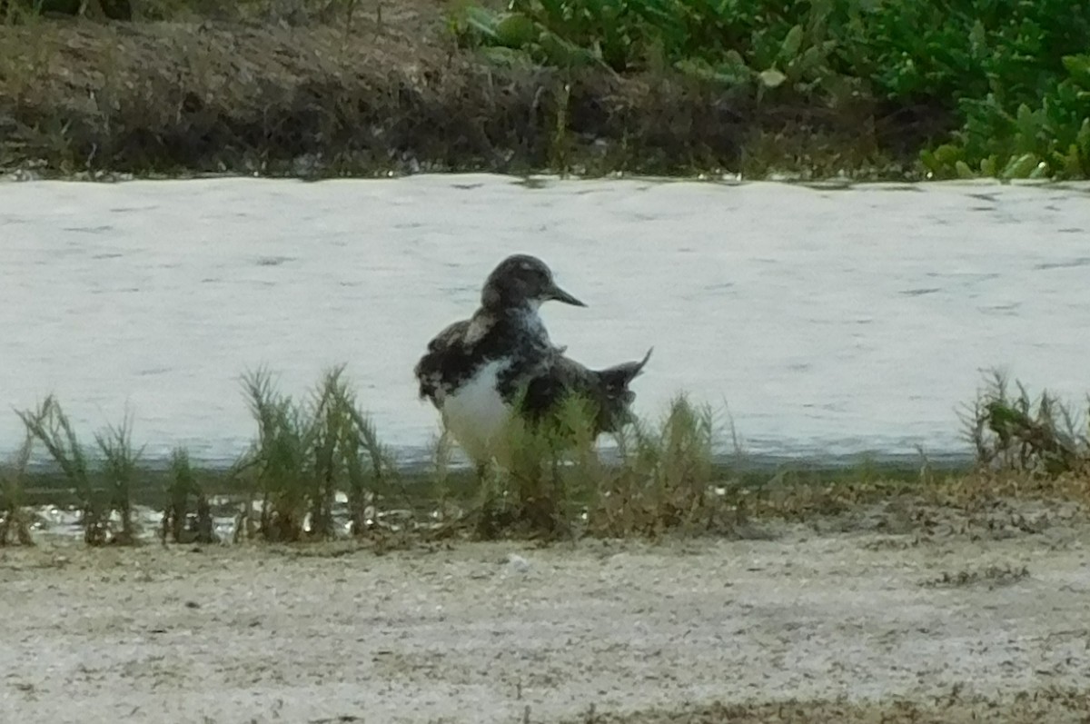 Ruddy Turnstone - ML400879691