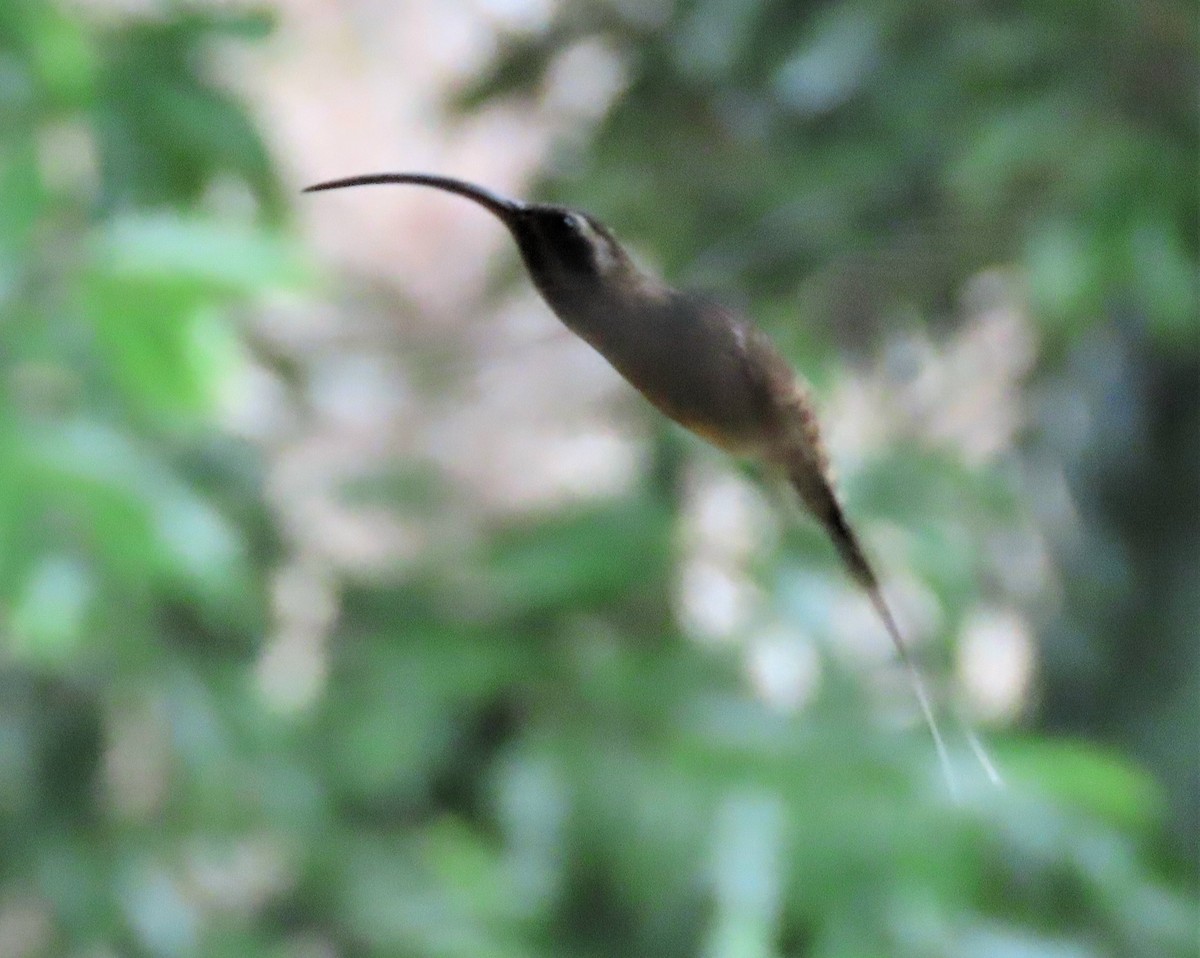 Long-billed Hermit - ML400879891