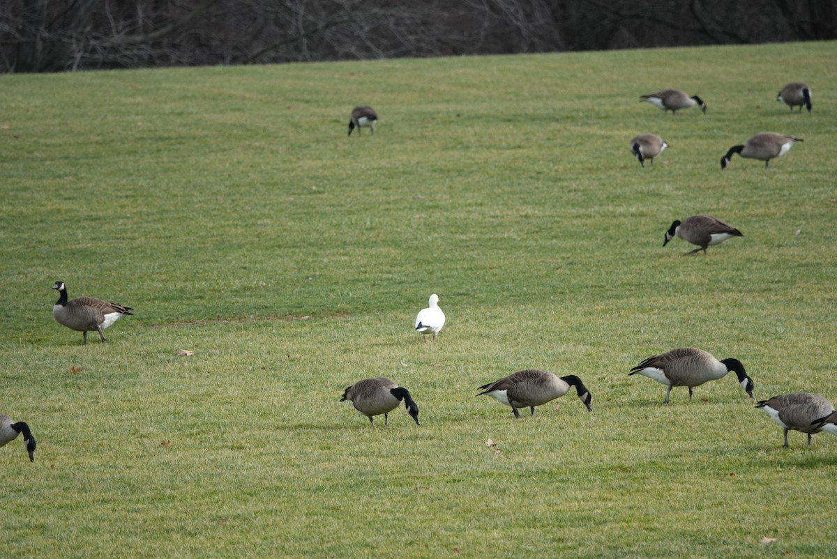 Ross's Goose - ML400880191