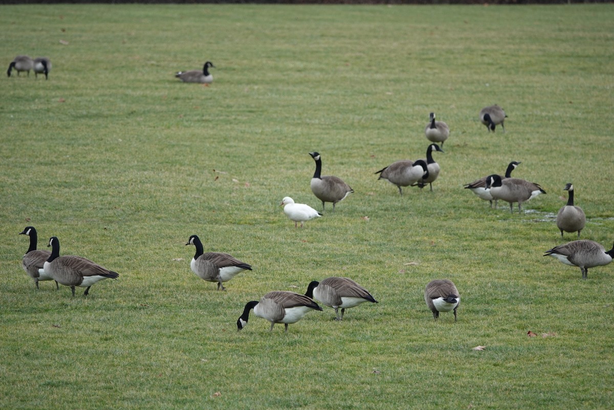 Ross's Goose - ML400880201