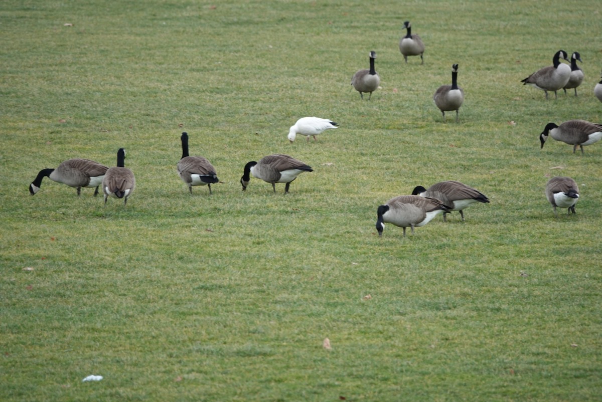 Ross's Goose - ML400880211