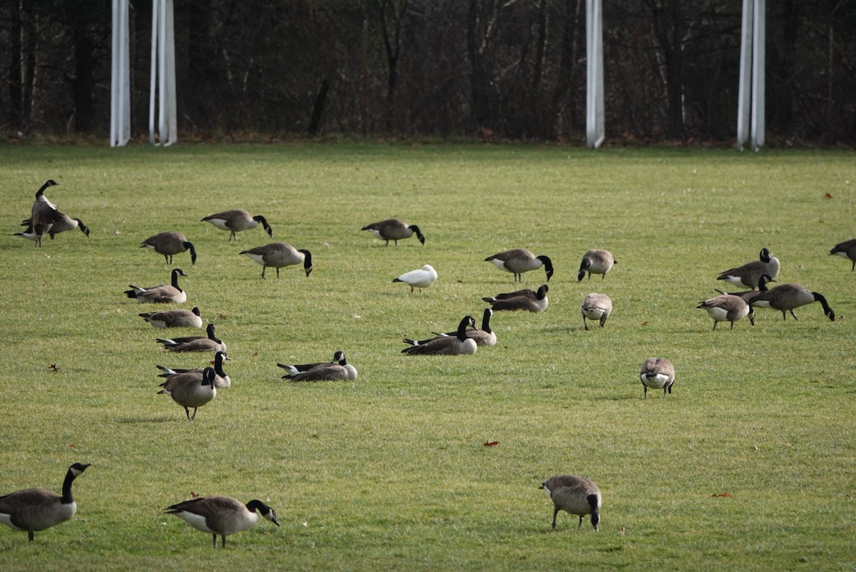 Ross's Goose - ML400880231