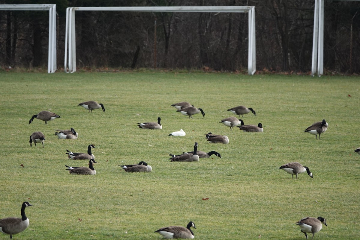 Ross's Goose - ML400880261