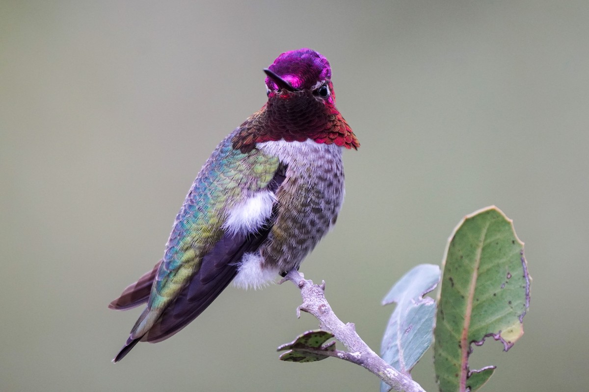 Anna's Hummingbird - Seth Yarkony