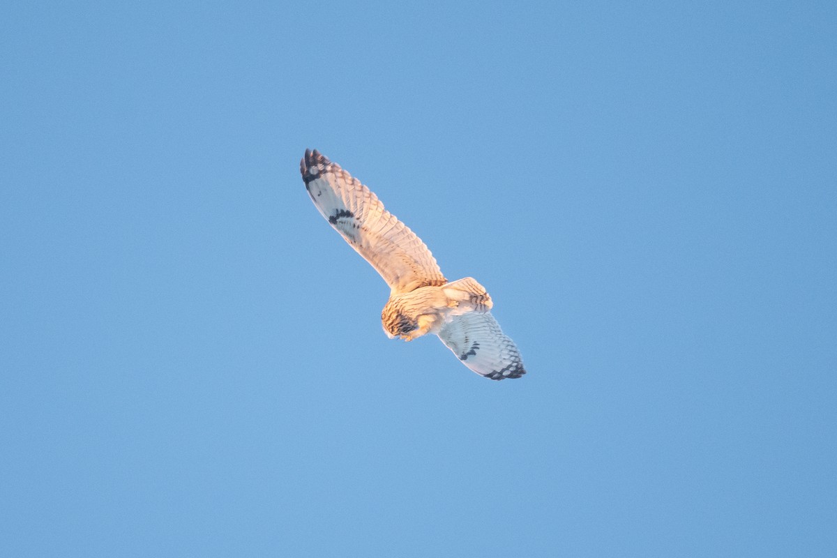 Short-eared Owl - ML400882651