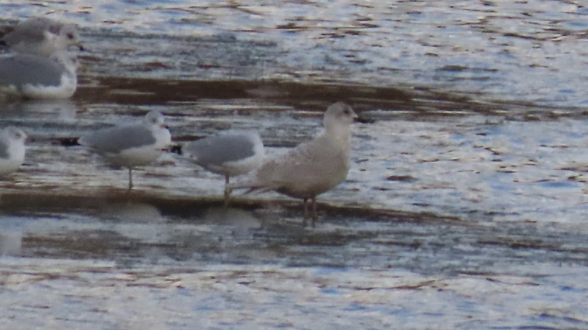 Iceland Gull (kumlieni) - ML400883151