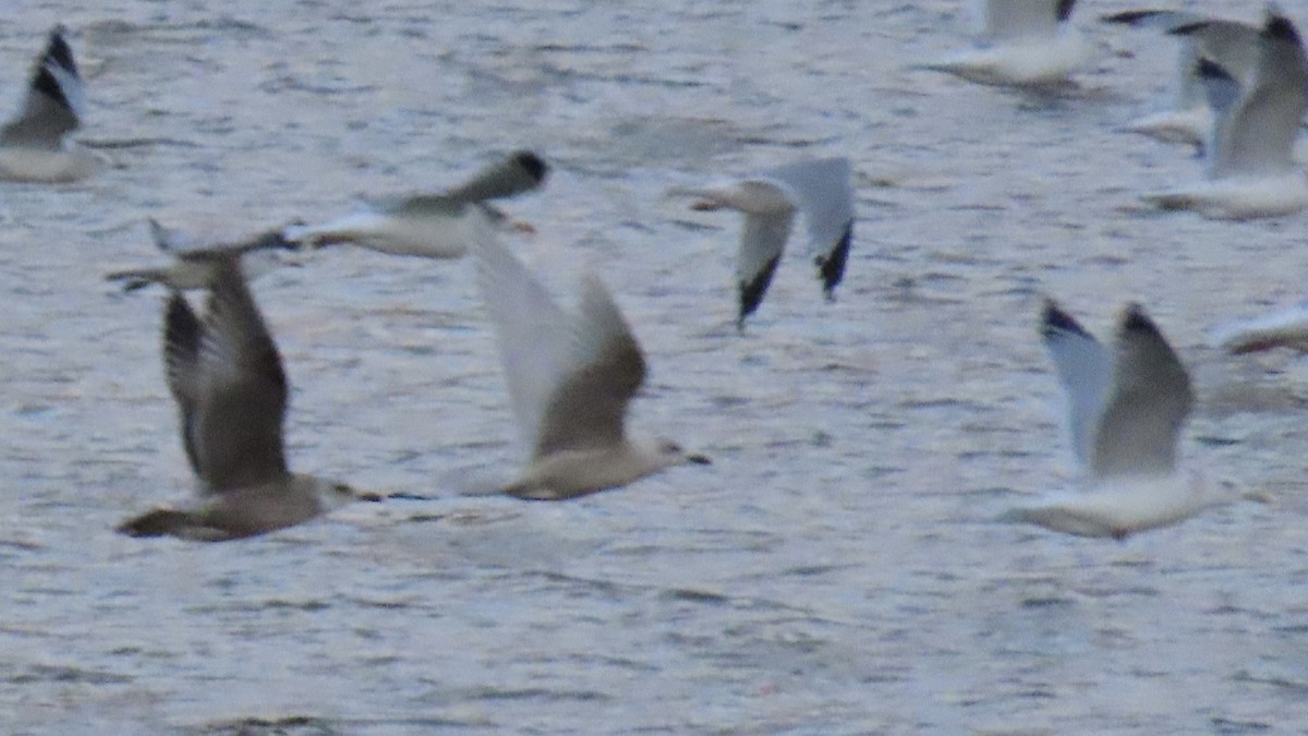 Iceland Gull (kumlieni) - ML400883191