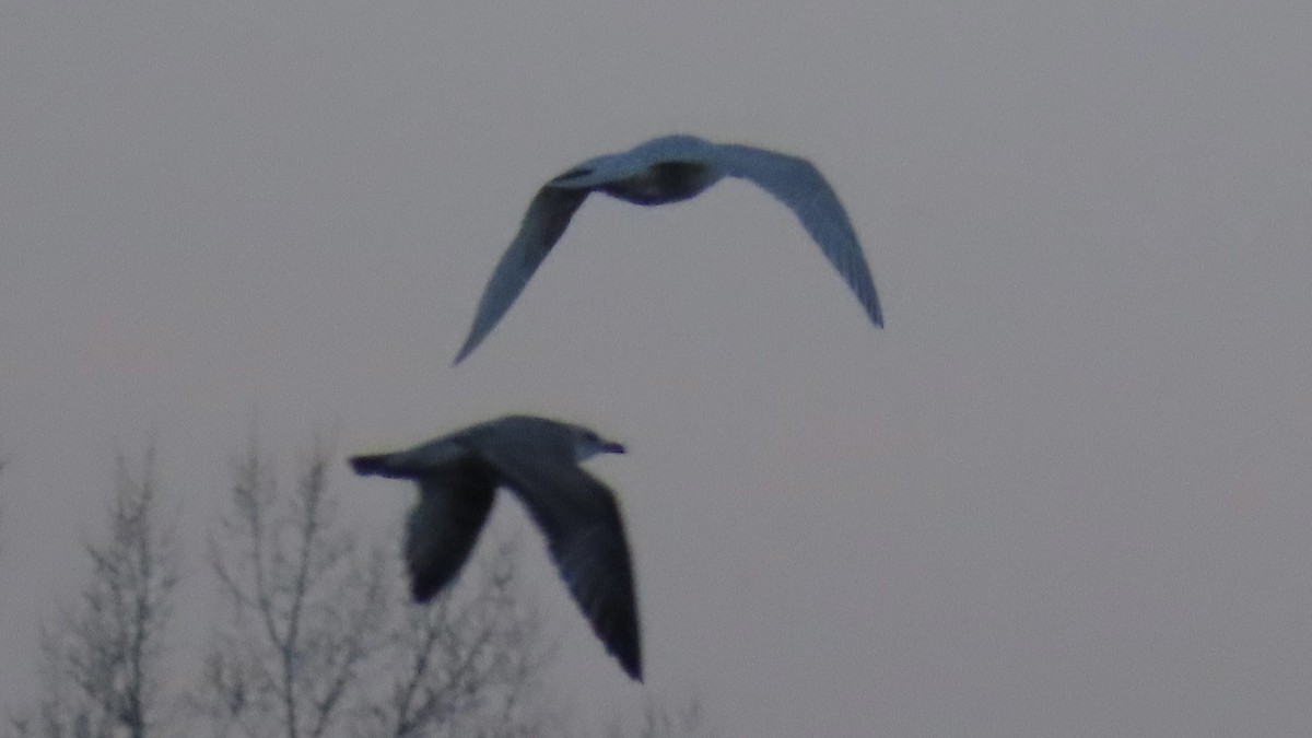 Iceland Gull (kumlieni) - ML400883221