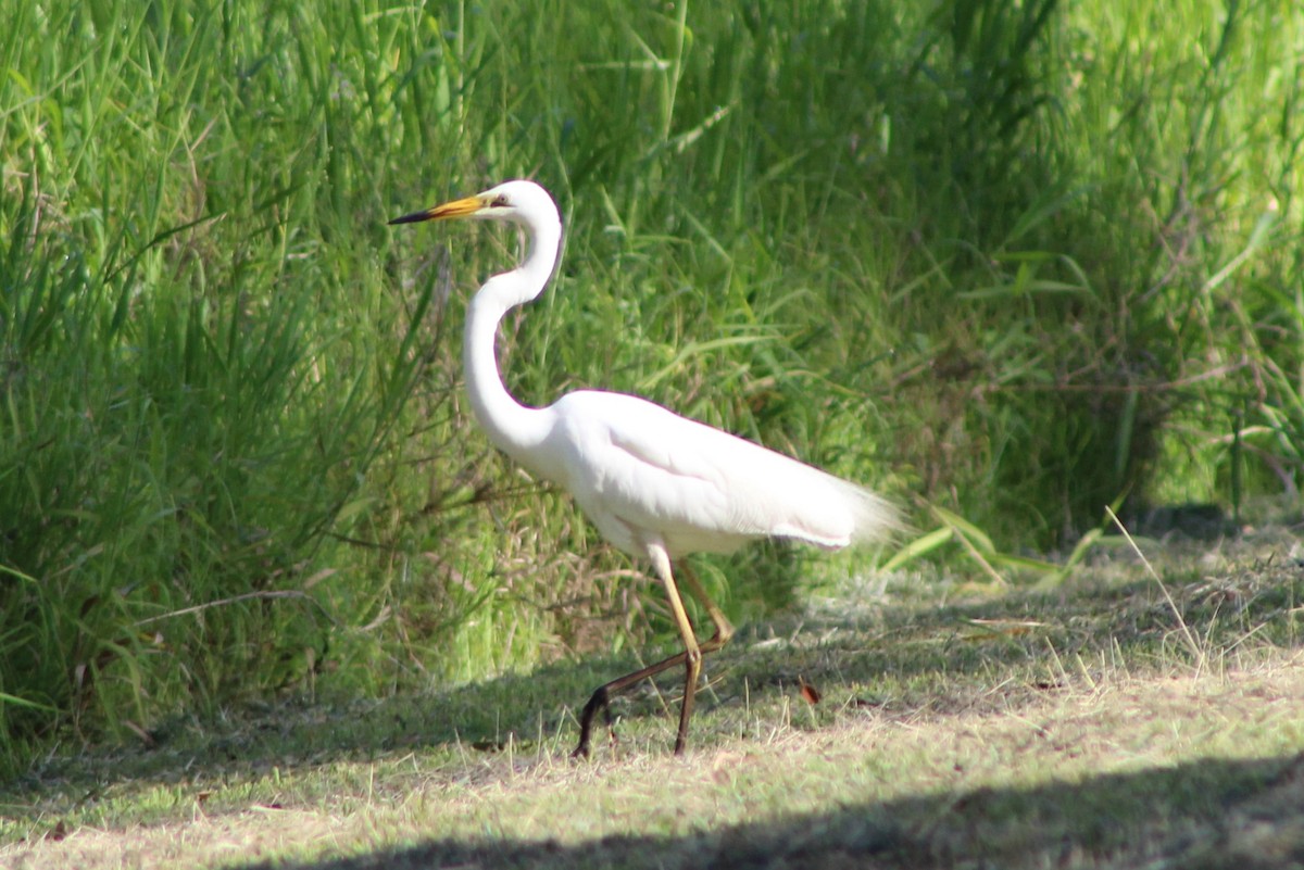 Great Egret (modesta) - Leonie Beaulieu