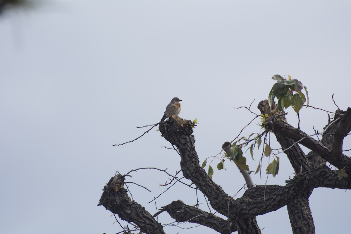 Western Bluebird - ML400884831