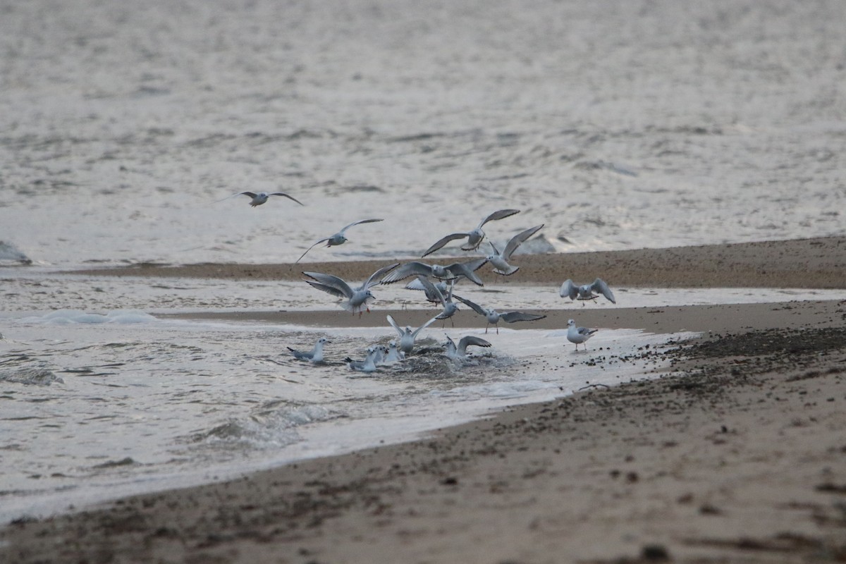 Bonaparte's Gull - ML400885161