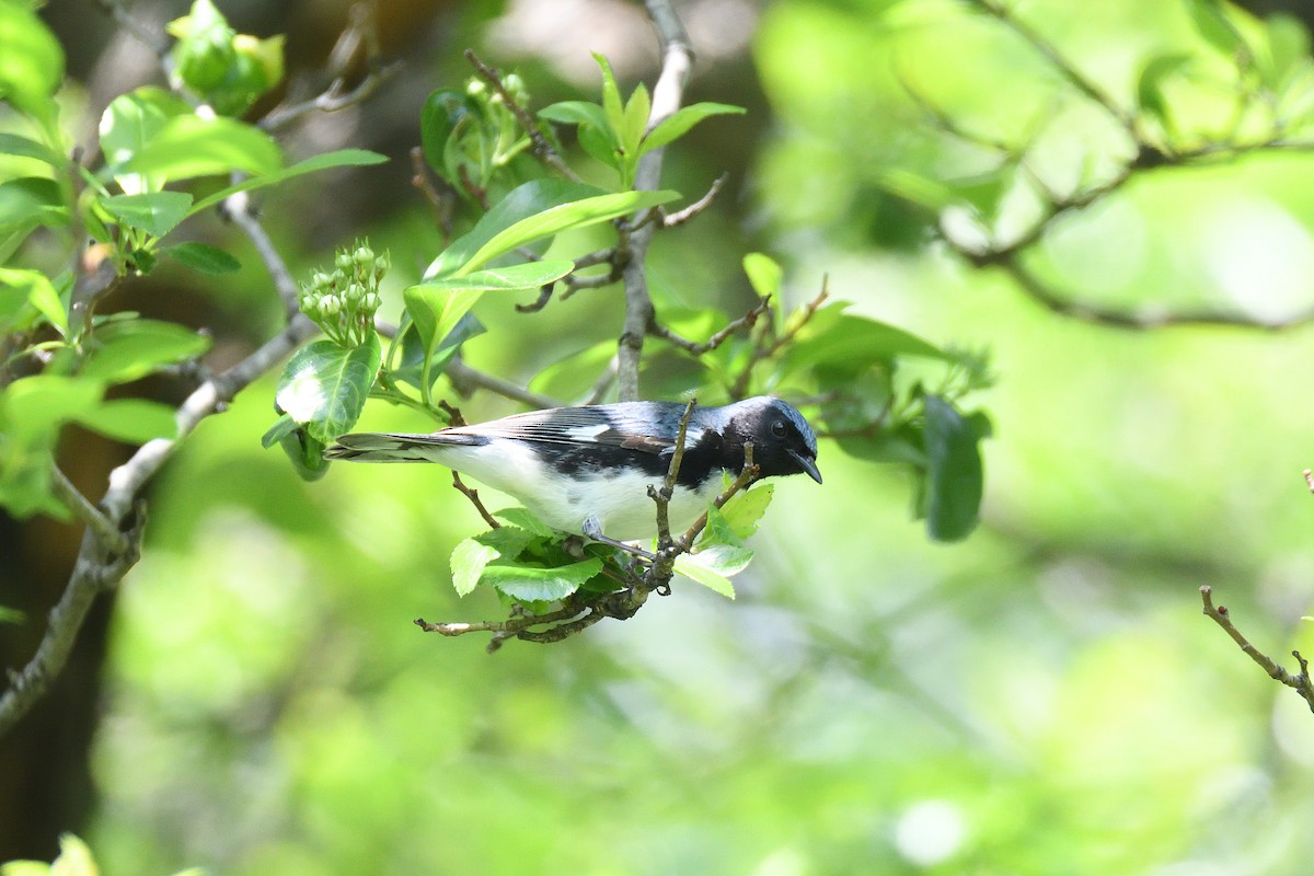 Black-throated Blue Warbler - ML400886071