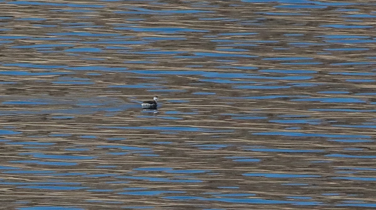 Horned Grebe - ML400887341