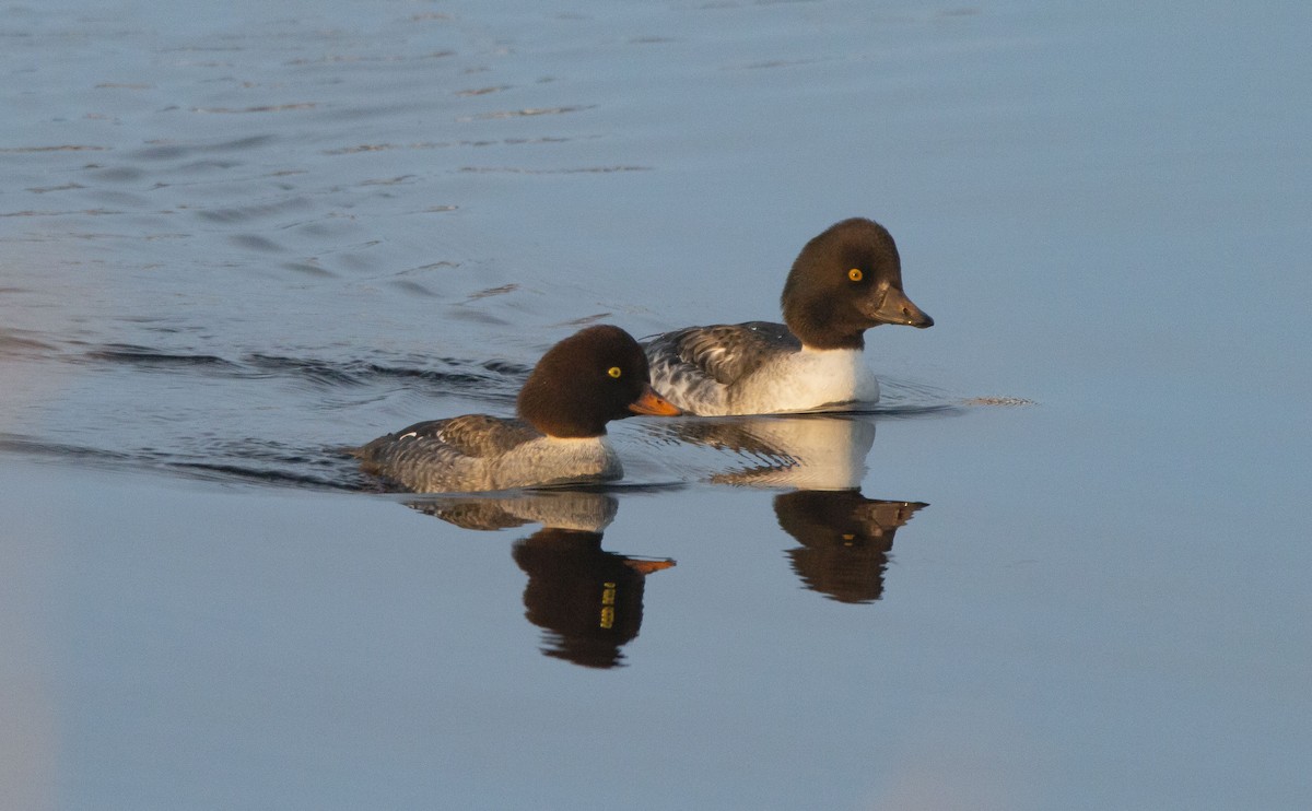 Barrow's Goldeneye - Vernon Buckle